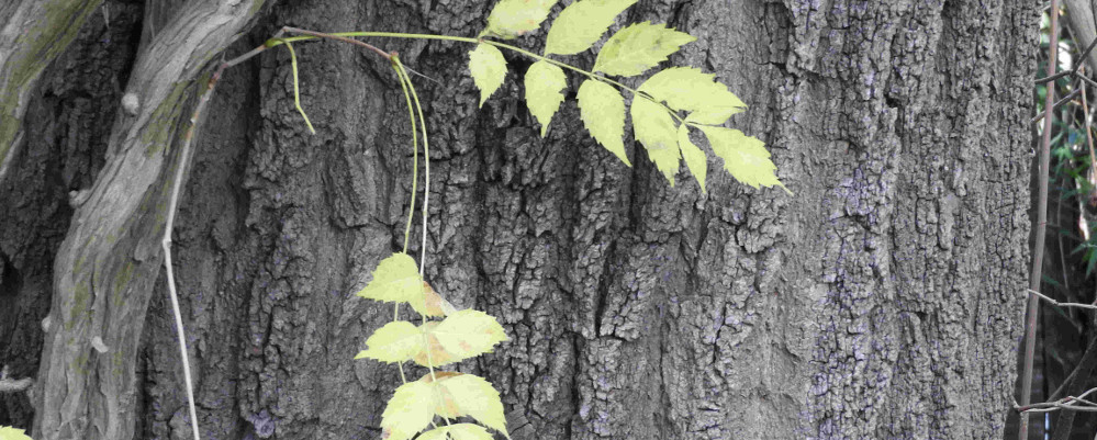 Go to www.CambiumEd.Ca